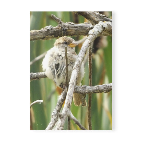 A5 Softcover Notebook — Fluffed Sparrow Photography Cover (Calgary Alberta)
