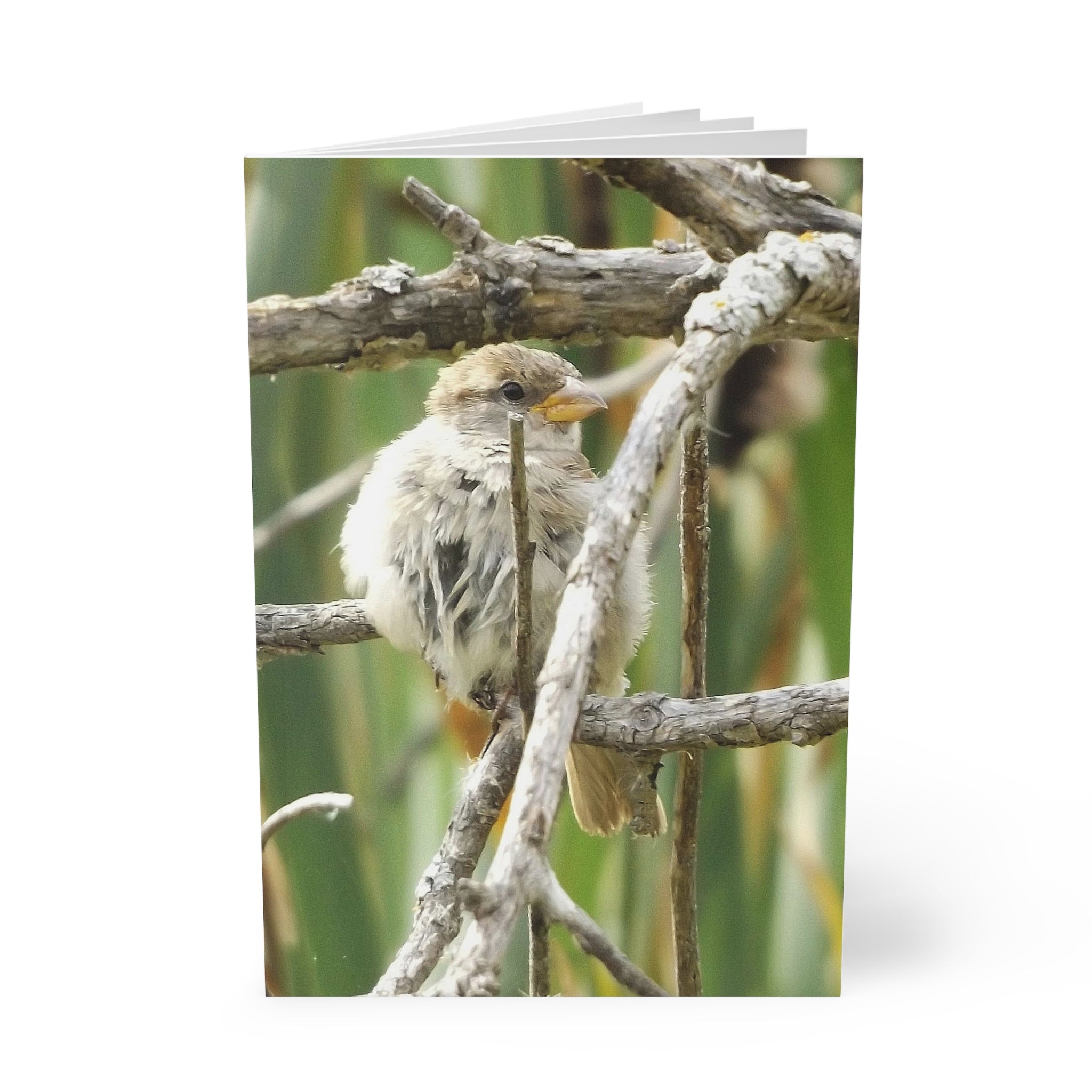A5 Softcover Notebook — Fluffed Sparrow Photography Cover (Calgary Alberta)